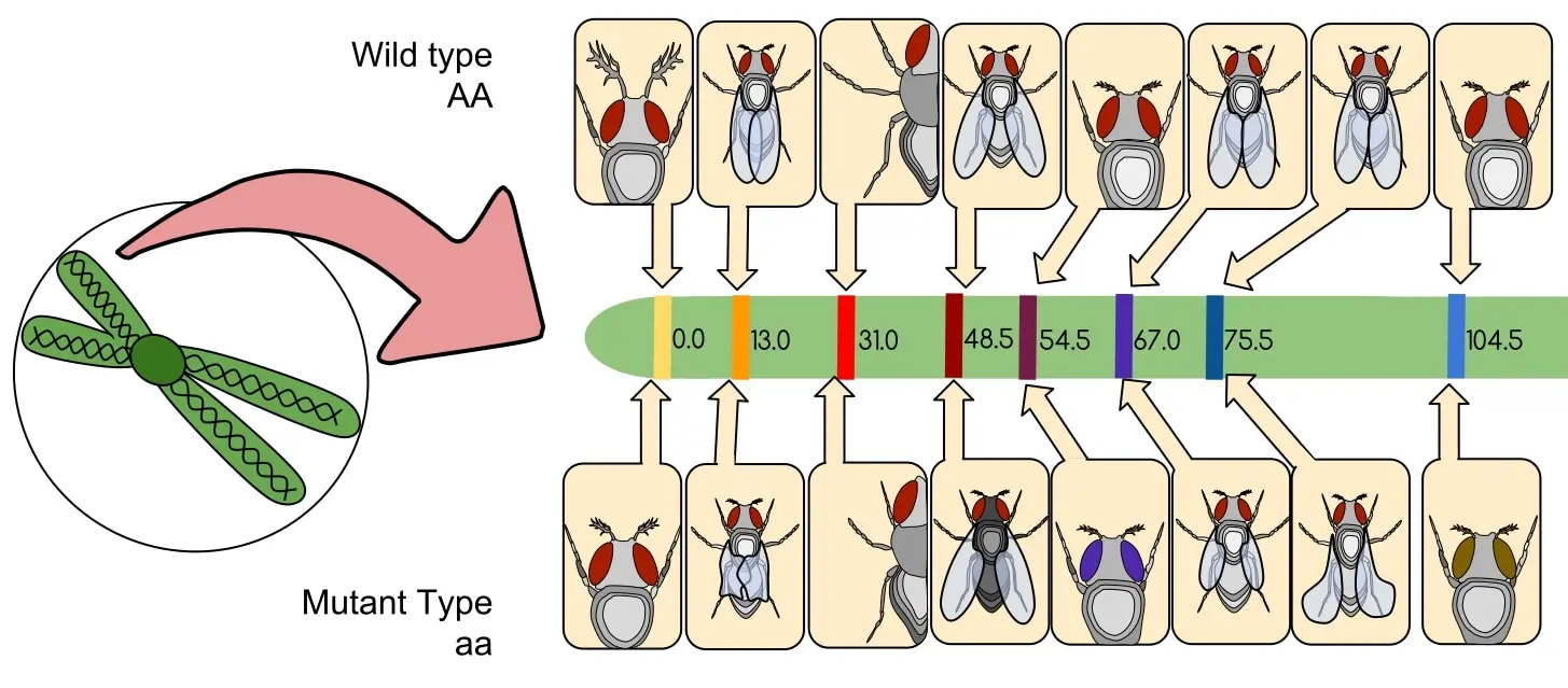 geneticmap