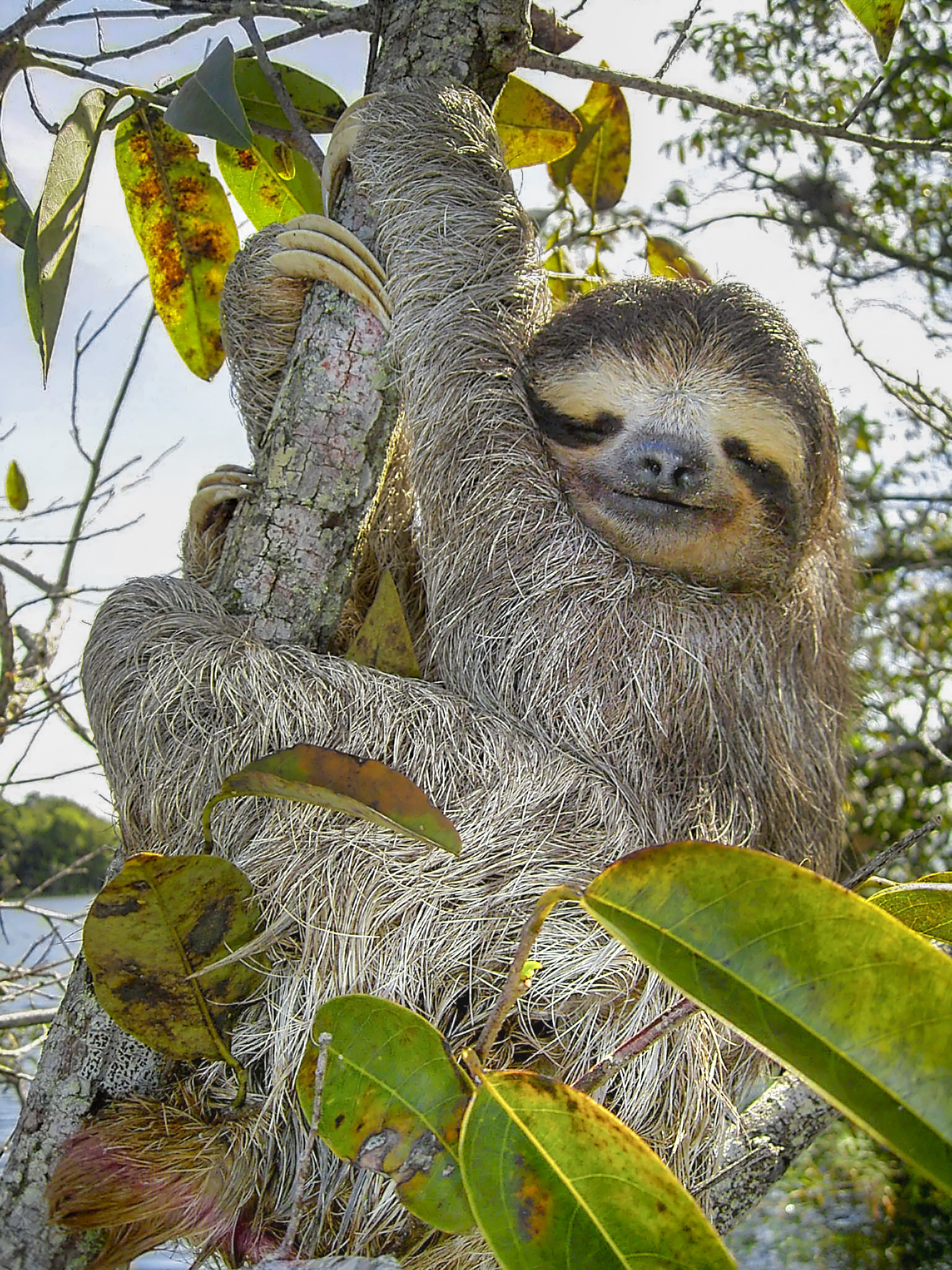 Bradypus variegatus - By Stefan Laube - (Dreizehenfaultier (Bradypus infuscatus), Gatunsee, Republik Panama), Public Domain