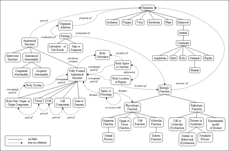 UMLS Semantic Network